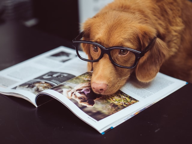 Brown dog wearing eyeglasses